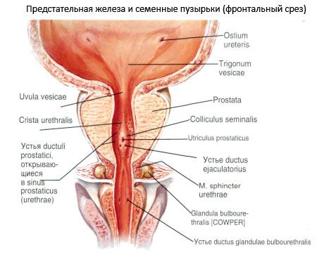 Vorsteherdrüse (Prostata)