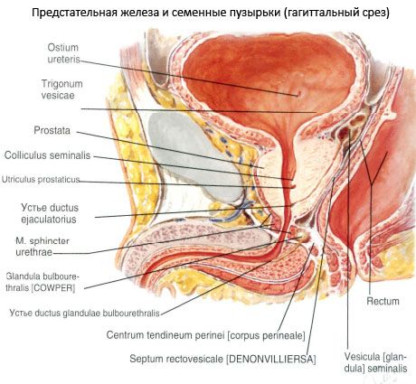 Vorsteherdrüse (Prostata)