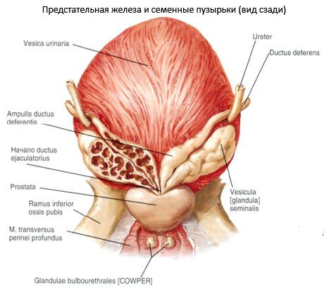 Vorsteherdrüse (Prostata)