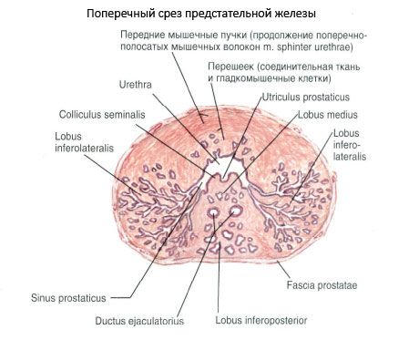 Aufbau der Prostata